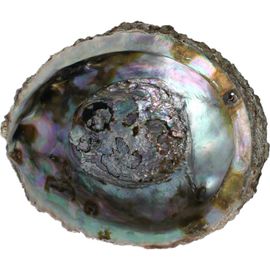 Alchemia Alchemia Abalone Schelpen (1 stuk)