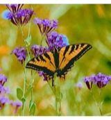 Animal Essences Animal Essences Butterfly (vlinder) (30ml)