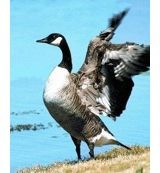 Animal Essences Animal Essences Canada goose (Canadese gans) (30ml)