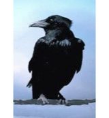 Animal Essences Animal Essences Crow (kraai) (30ml)