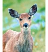 Animal Essences Animal Essences Deer (hert) (30ml)