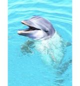 Animal Essences Animal Essences Dolphin (doflijn) (30ml)