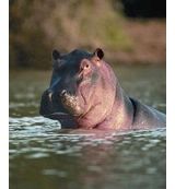 Animal Essences Animal Essences Hippopotamus (nijlpaard) (30ml)