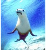 Animal Essences Animal Essences Seal (zeehond) (30ml)