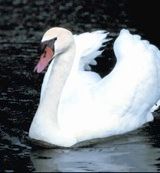 Animal Essences Animal Essences Swan (zwaan) (30ml)