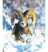 Animal Essences Animal Essences Bighorn sheep (schaap) (30ml)