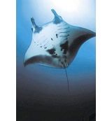 Animal Essences Animal Essences Manta ray (reuzenmanta) (30ml)