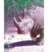 Animal Essences Animal Essences White rhinoceros (witte neushoorn) (30ml)