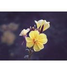 Weleda Evening primrose versterkende dagcreme (30ml) 30ml thumb