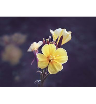 Weleda Evening primrose versterkende dagcreme (30ml) 30ml