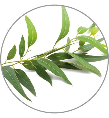 Medisana Aroma essence eucalyptus (10ml) 10ml
