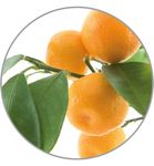 Medisana Aroma essence sinaasappel (10ml) 10ml thumb