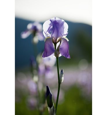 WELEDA Iris balancerende dagcreme (30ml) 30ml