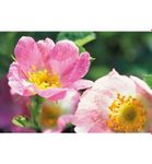 Weleda Wilde rozen vitaliserende gezichtscreme light (30ml) 30ml thumb