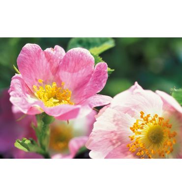 Weleda Wilde rozen vitaliserende gezichtscreme light (30ml) 30ml
