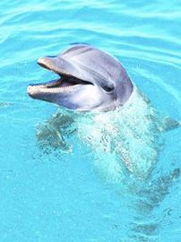 Star Remedies Star Remedies Dolphin (dolfijn) Anim